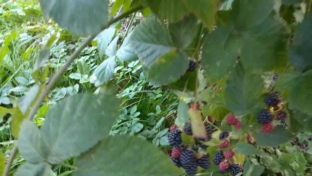 Виноград "Изабелла" и не колючая ежевика на даче.