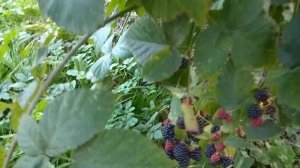 Виноград "Изабелла" и не колючая ежевика на даче.