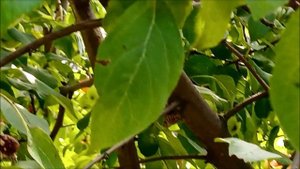 Стихи о жизни. Яблоня. Татьяна Логиновская