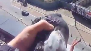 голубь насрал на балкон