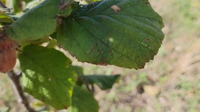 Фундук Трапезунд. Сбор урожая не за горами. Близится сезон посадок. Пару слов о Миндале. смотреть онлайн