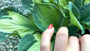 Хоста Dixie Ghost Edge