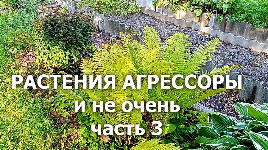 Цветы агрессоры