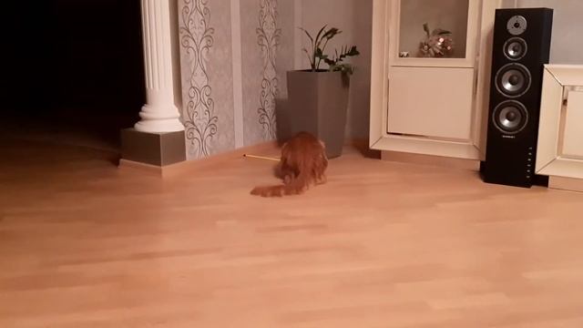 Котопес мейн кун рыжий Гарри смотреть онлайн