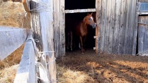 ЕДЕМ НА КОНЮШНЮ / МНОГО ЛОШАДЕЙ И КУЧА ЭМОЦИЙ