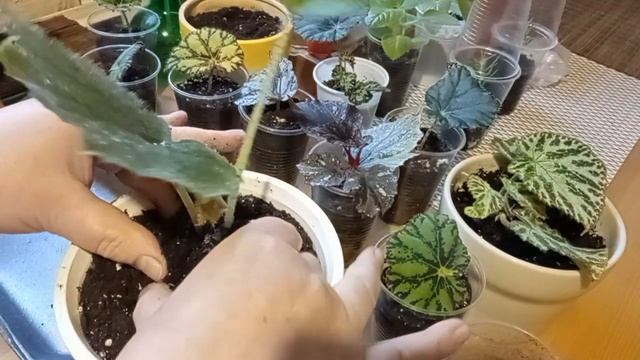 Бегония декоративно-лиственная осеннее черенкование. Ньюансы укоренения, пересадка в больший объем смотреть онлайн