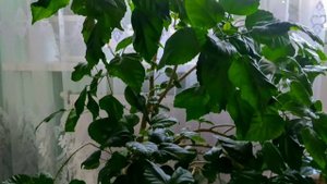 Гибискус СЕКРЕТЫ и особенности ухода в домашних условиях