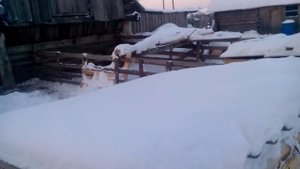 Венгерская Мангалица//Содержание