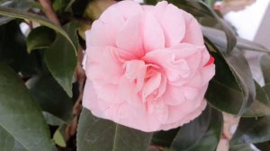 Камелия цветет. Camelia Angela Cocchi