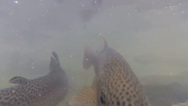 Форелевое хозяйство в поселке Чемал! Кормление Форелей под водой, видео.