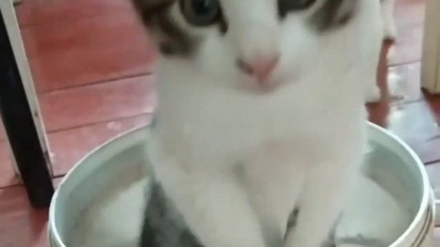 КОТОФИЛЬМ ПРО ТИМОШКУ - БРАЗИЛЬСКОГО КОТА. ИГРИВЫЙ И СМЕШНОЙ КОТ ФУТБОЛИСТ. смотреть онлайн