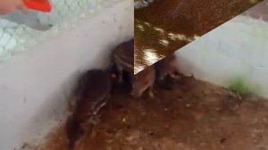 Пака - интересные факты