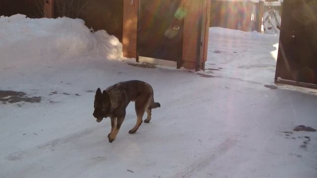 Дрессировка восточно-европейской овчарки Http://dogclass.ru/