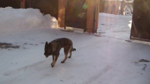 Дрессировка восточно-европейской овчарки http://dogclass.ru/