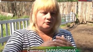 арабская порода лошадей