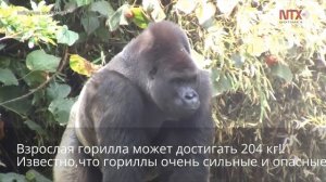 Горилла спасла 3-летнего мальчика!