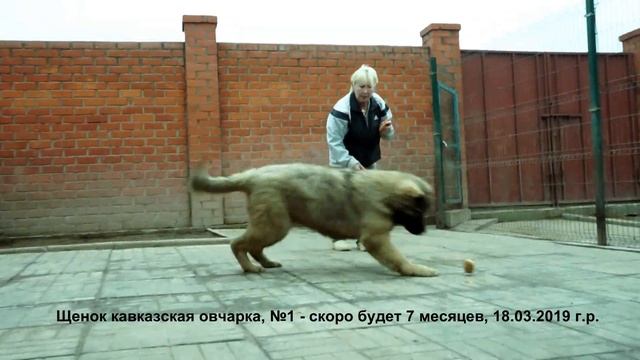 Питомник Кавказских овчарок. Щенки кавказская овчарка.