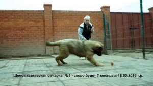 Питомник Кавказских овчарок. Щенки кавказская овчарка.
