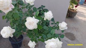 Famous rose id PIERRE ARDITI highly scented white HT Rose.