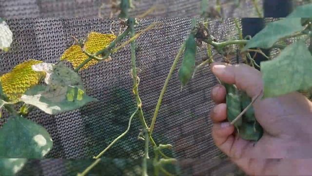 #Garden gives, #organic kitchen garden, #harvest day смотреть онлайн