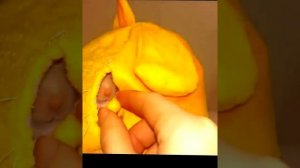 Смешные хомяки | Подборка видео приколов про хомячков