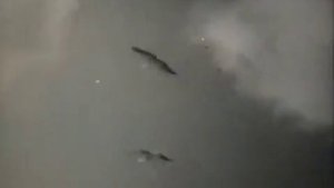 Полёт птиц. Учебное видео.