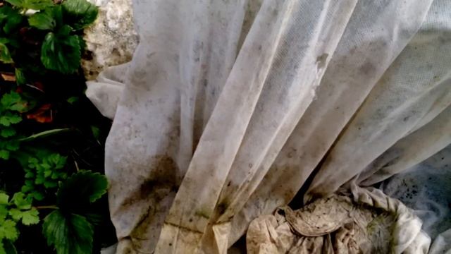 Готовим виноградник к зиме на северо западе смотреть онлайн