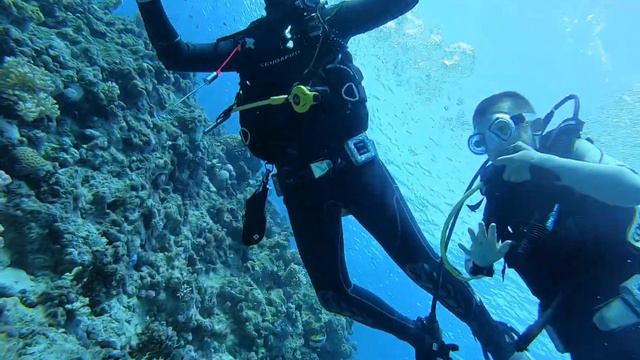 Дайвинг в Египте.Как же хочется в 9 лет все потрогать самому, а нельзя.Октябрь2020 смотреть онлайн