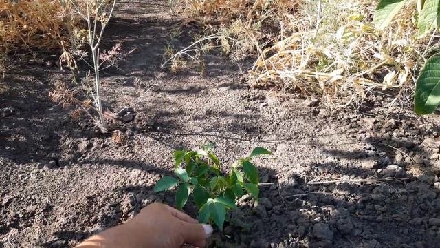 КАК РАСТУТ ГРЕЦКИЕ ОРЕХИ сорта КОЧЕРЖЕНКО посажены 2019 года. 2021 год.