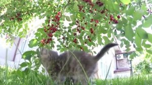 Созрели вишни, наклонясь до земли.