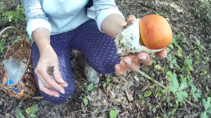 Поездка за грибами по горам и по лесу на УАЗ Патриоте