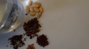 ОБРАБОТКА СЕМЯН перед ПОСАДКОЙ! Самые простые народные способы защиты от болезней!