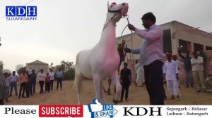 ऊंट और घोड़े का डांस कॉम्पिटिशन // Camel Dance & Horse Dance // KDH