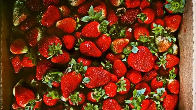Клубничный бизнес во всей красе | Строим бизнес на клубнике | Выращивание клубники