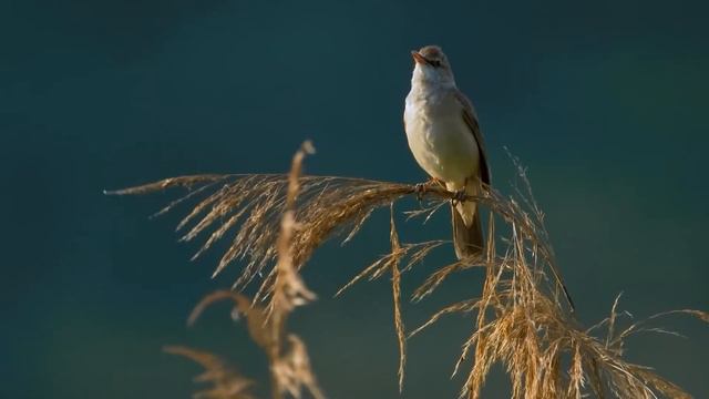 Исцеление с помощью тибетской флейты помогает перестать думать, снять стресс и успокоить разум. смотреть онлайн