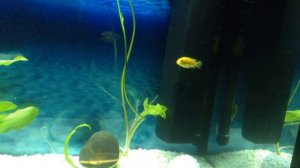 Первый Запуск Аквариума с Цихлидами