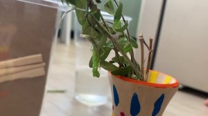 ФЕРМА ПО РАЗВЕДЕНИЮ БОГОМОЛОВ В НЕВОЛЕ.