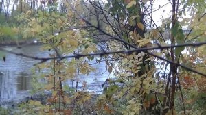 Рыбалка Чардым 14 10 17