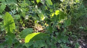 Много новостей с участка. Слива, белка, кресло, зеркало и многое другое