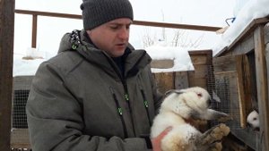 Покупка племенного  самца кролика, калифорнийской породы.