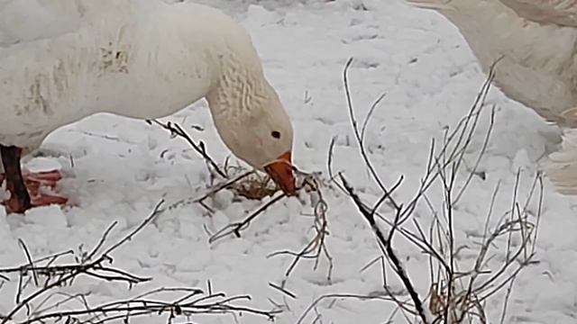 Что почем ?
