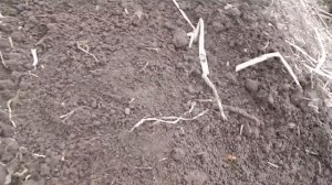 Чернушку пропалывать не надо  Супер посадка лука чернушки. Лук севок.