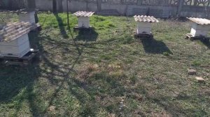 Можно ли переставлять улья с пчелами в пределах пасеки ранней весной?