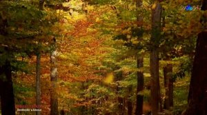 Beethoven' s Silence - ERNESTO CORTAZAR