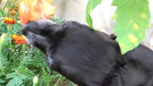 Вредители томатов в теплице. Методы борьбы неизвестны...