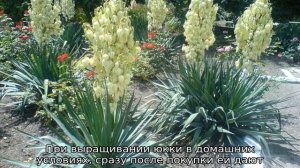 Садовый цветок юкка: посадка и уход