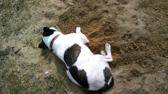 Дружочек и прохлада. Мы в ответе за того, кого приручили! Берегите Мир и его обитателей! смотреть онлайн