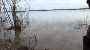 Ловля язя, налима в начале мая