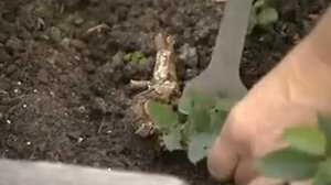 Сюжет: Сажаем розы