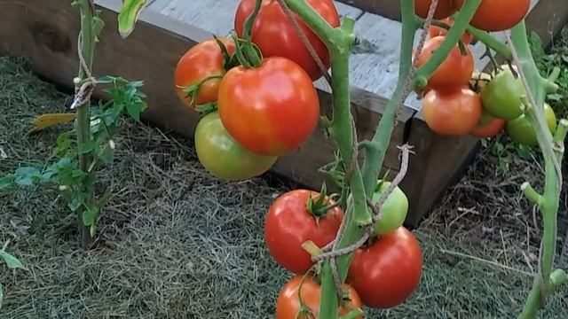 Лучшие сорта томатов для засолки и маринования
